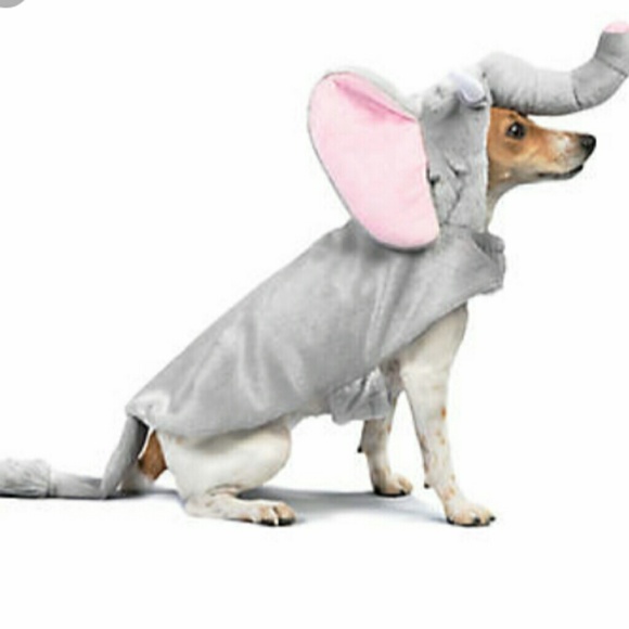 dog in an elephant costume